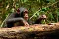 Chimps – like humans – may be lifelong learners, researchers say