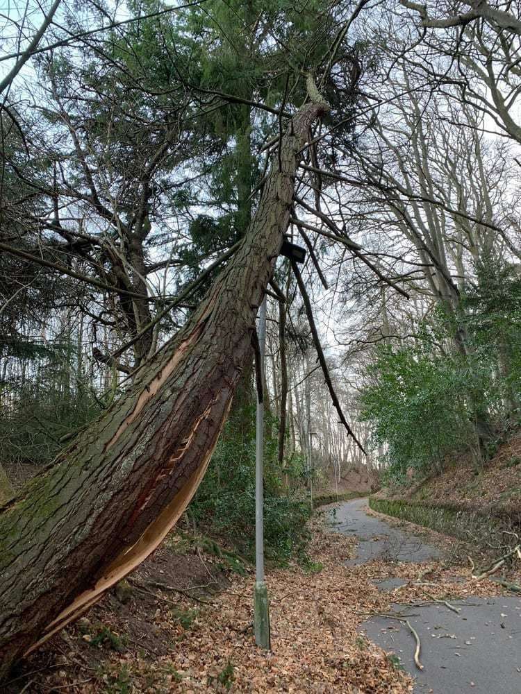A tree trunk on Clovenside Road has split and is being propped up by a lamppost.