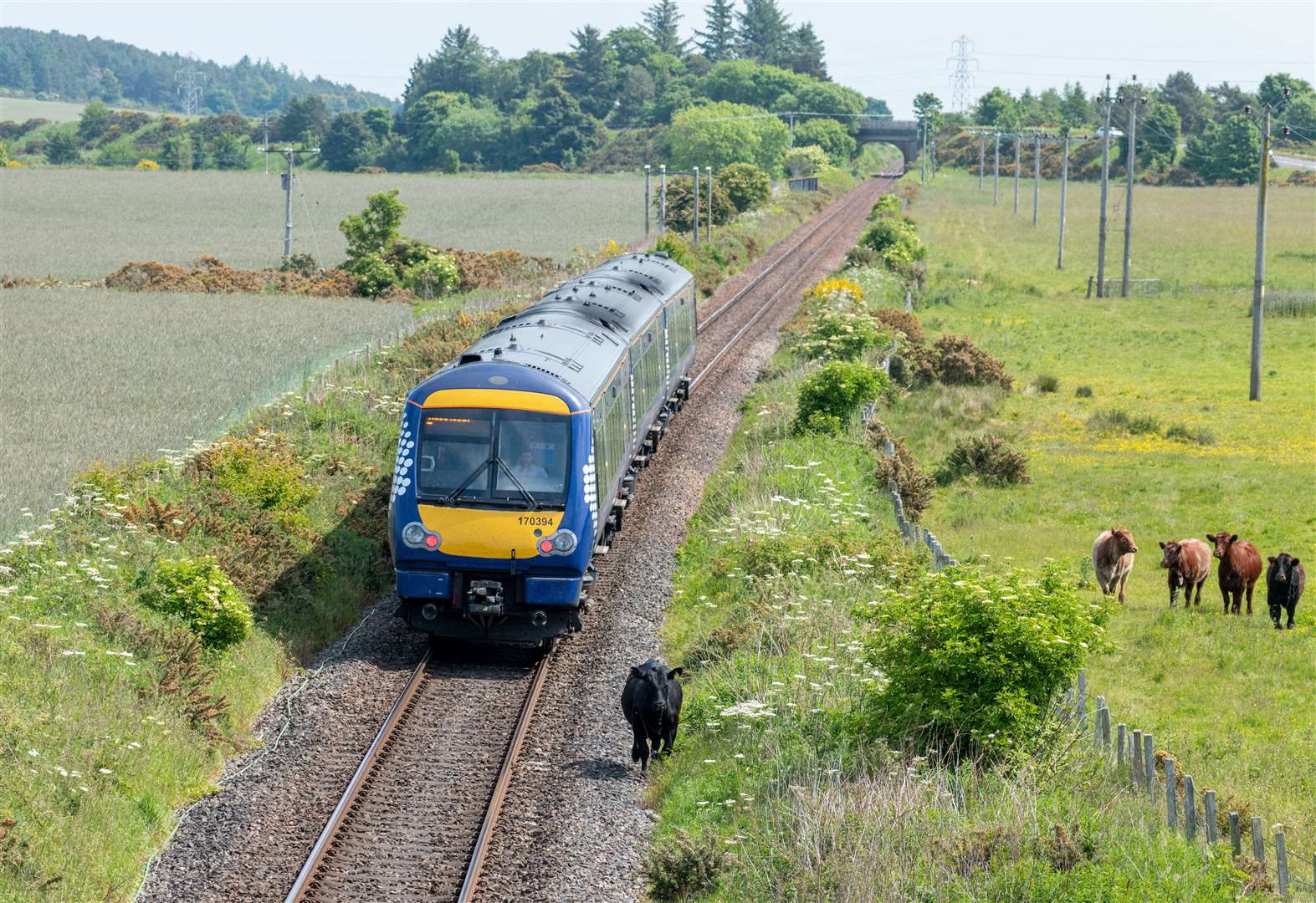 'Daisy is at it again': Four cows watch on in relaxed fashion as their friend, a heifer, runs on the train track between Elgin and Forres, near Alves. Picture: JasperImage