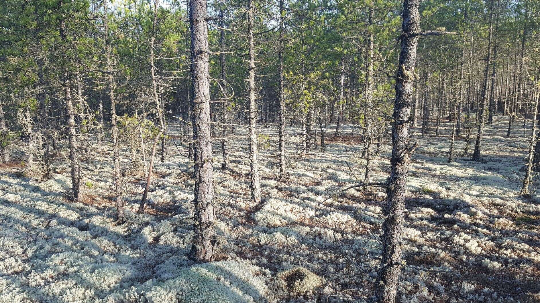 Rare lichen is still thriving in Culbin Forest.
