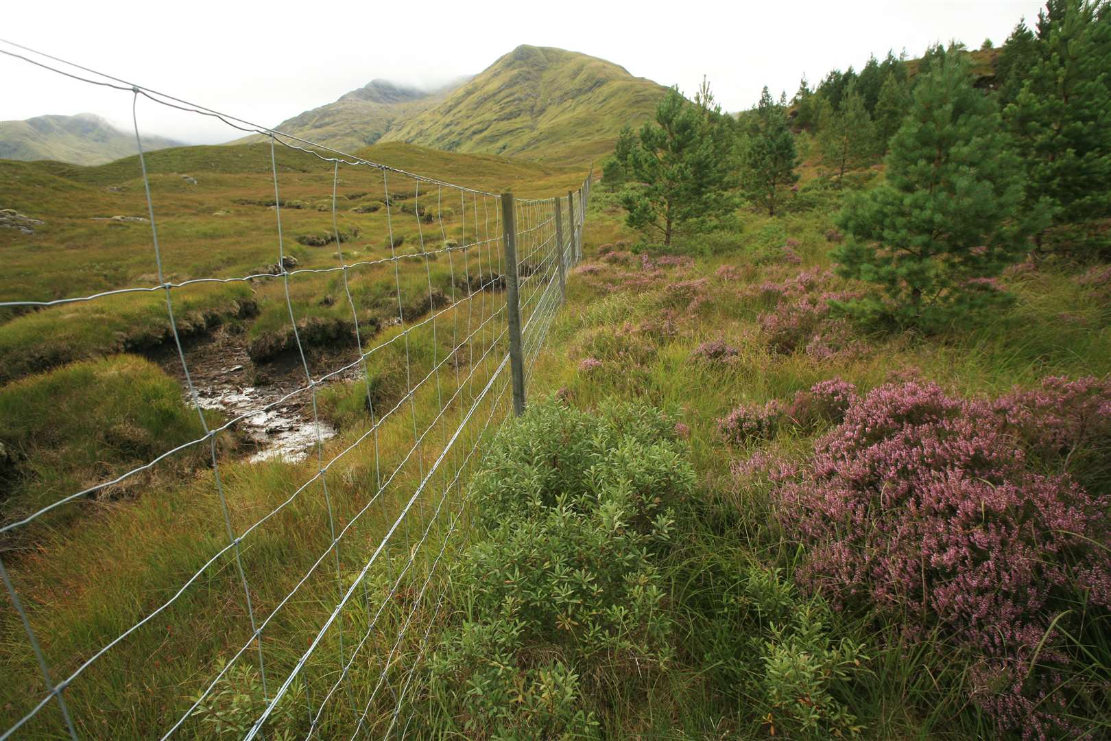 Scots pines, bog myrtle and heather in bloom at Athnamulloch.