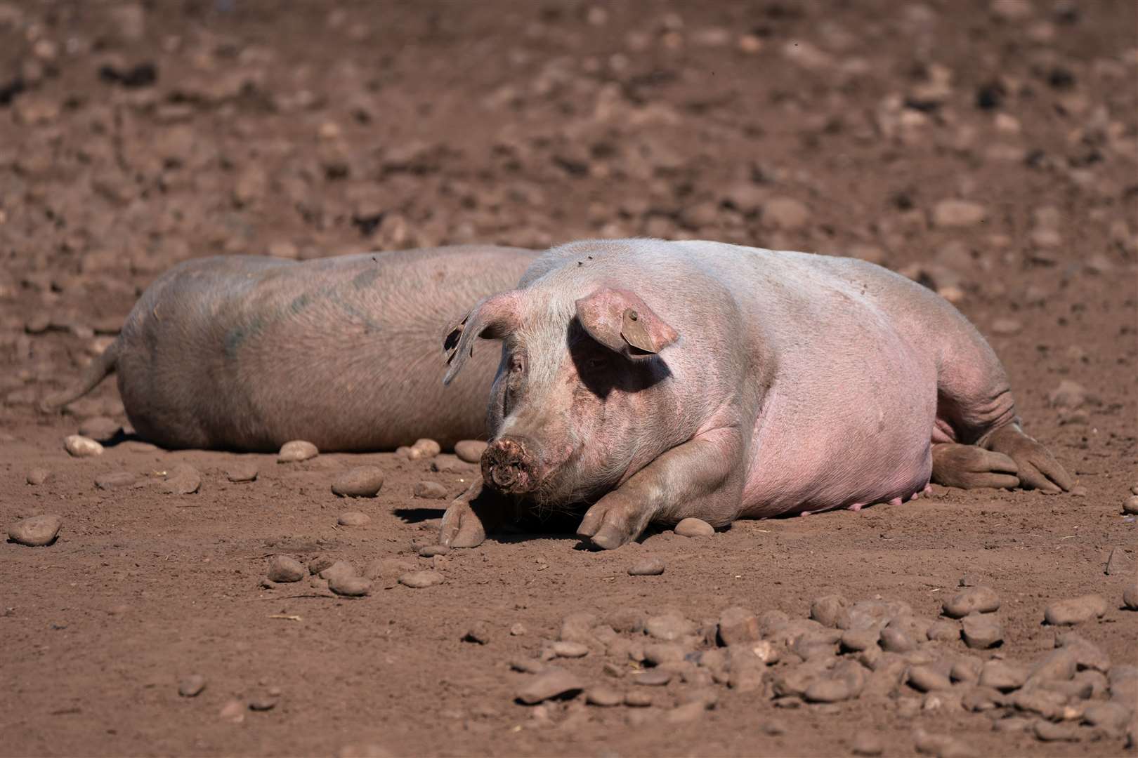 The research was carried out on pig organs(Joe Giddens/PA)