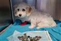 Puppy has emergency surgery after swallowing 20 coins from owner’s purse