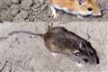 More powerful vacuum cleaners could limit mice numbers in Parliament – minister