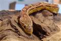 Sampson the snake on search for his forever home