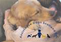 Assistance dogs group appeal for volunteer puppy socialisers in Moray