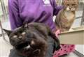 Tilly and Tallia on prowl for 'purr-fect' forever home