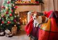 PDSA offers tips on creating a dog safe festive feast for your furry friend
