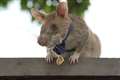 Landmine detection rat awarded gold medal for ‘lifesaving bravery’