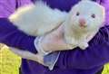 Can you help Hawthorn ferret out her forever home?
