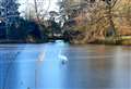 Swan (frozen) Lake 