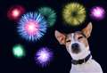 PDSA offer advice to help pets through new year fireworks