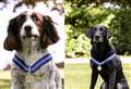 RAF Lossiemouth canine heroes Alfie and AJ awarded 'Animals OBE'