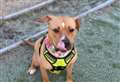 PET OF THE WEEK: Kiko hoping to sniff out her forever home