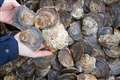 New reef created to home 10,000 wild oysters in North Sea