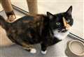 Cute cat Tessa hopes 2022 means new year, new home