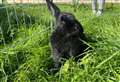 Can you help Sprout hop off to her forever home?