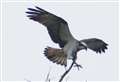 Police issue warning about Osprey nest in Moray