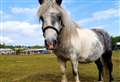 Smokey Joe hopes finding a forever field will be 'neigh' bother