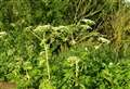 North-east giant hogweed warning sounded