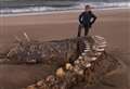 Could mystery skeleton be Nessie?