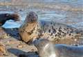 Wildlife in Moray: Keeping it Seal
