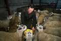 Sheep farming faces ‘man-made’ EU tariff disaster with no-deal Brexit