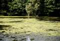 Algae outbreak at tourist attraction's ponds