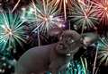 Top vet tips on keeping your pets safe from Hogmanay fireworks