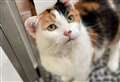 Jolly Jilly searching for her 'purr-fect' forever home