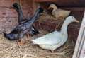 'Quacking' quartet seek new home!
