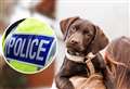 Puppy scam costs Moray resident over £1000