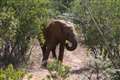 Oldest elephants tend to lead all-male groups, study suggests