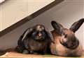 PET OF THE WEEK: Can you help bunny buddies Maeve and Mabel find their forever family?