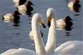 Whooper swan populations ‘grew 30 times faster in UK nature reserves’