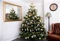 Don’t put your Christmas tree up yet, warns expert