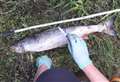 Tests to reveal salmon killer