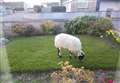 Sheep spotted on the run in Forres