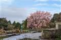 Mild weather prompts blossom weeks early in sign of ‘rapidly changing climate’
