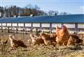 New housing measures introduced to protect poultry and captive birds against avian flu