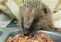 Hedgehogs need your help