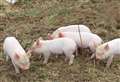 Pilgrim’s UK in crisis talks over future of Scotland’s only major pork processing facility