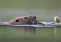 Don't kill the beavers – plea by Findhorn charity