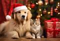 Christmas can be dangerous time for your pets so keep them safe
