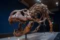 Two baby dinosaurs found in tyrannosaur fossil shed light on changing diet