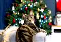 12 ways to make it a 'purr-fect' Christmas!