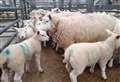 Moray's MP welcomes end of US ban on lamb imports