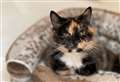 Grand old lady Flora seeks 'purr-fect' retirement home