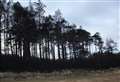 Culbin Forest will 'take generations' to recover