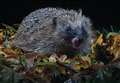Make your garden hedgehog friendly